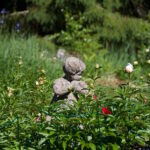 patsas pioninnuppujen keskellä