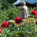 Patsas ja punaiset pionit, Paeonia x rubra