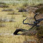 kuiva puunkarahka suolla sammalessa