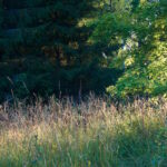 vaahtera ja heinikko loppukesän iltavalossa