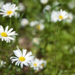 Päivänkakkarat niityllä