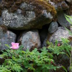 ruusu kiviaidan kupeella