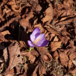 violetti krookus kastanjanlehtien joukossa