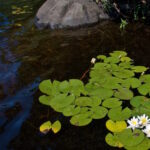 Lumpeita rantavedessä