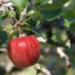 punainen omena puussa