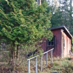 Peurojen syömä tuija