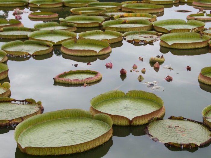 jättilumpeita vedessä
