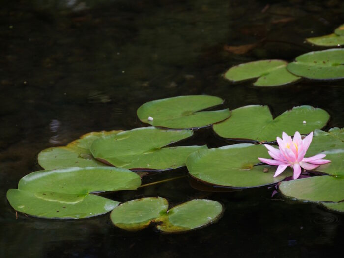 vaaleanpunainen lumpeenkukka